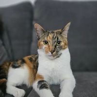 Whiskerbnb ico
