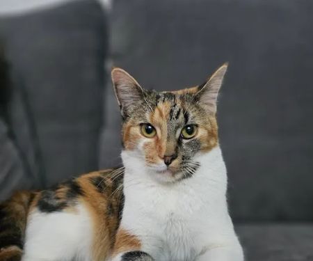 Whiskerbnb