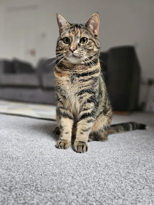Whiskerbnb Picture 4