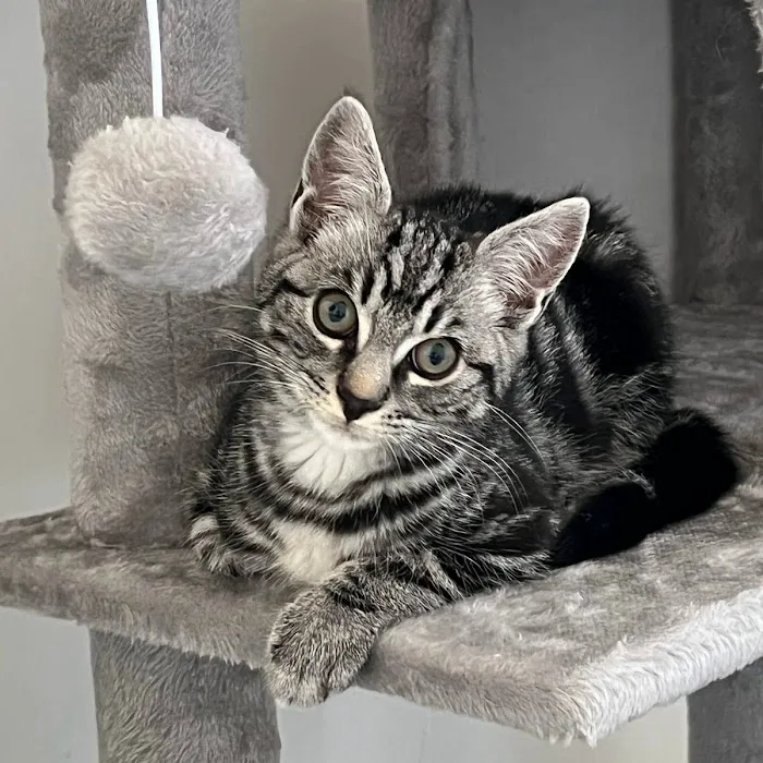 Whiskerbnb Picture 6