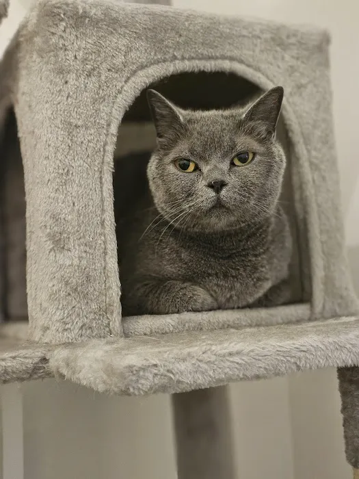 Whiskerbnb Picture 10