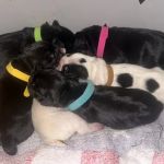 Preston Vets