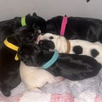 Preston Vets ico