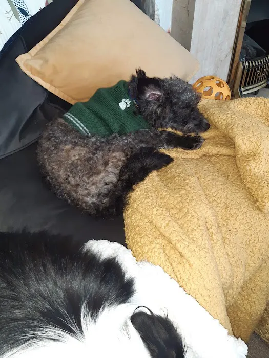 Medivet 24 Hour Chorley Picture 4