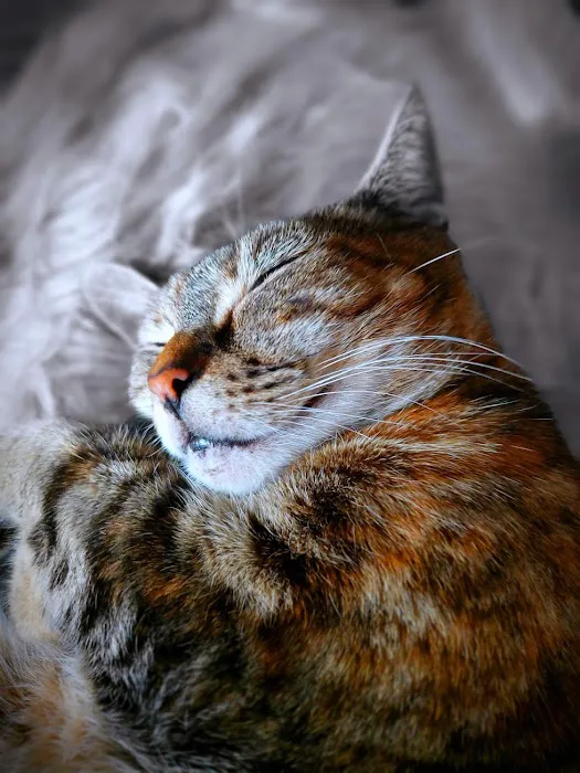 Medivet 24 Hour Chorley Picture 8