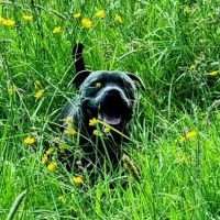 Pinewood Veterinary Practice ico