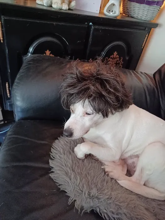 Chorley Vets Picture 5