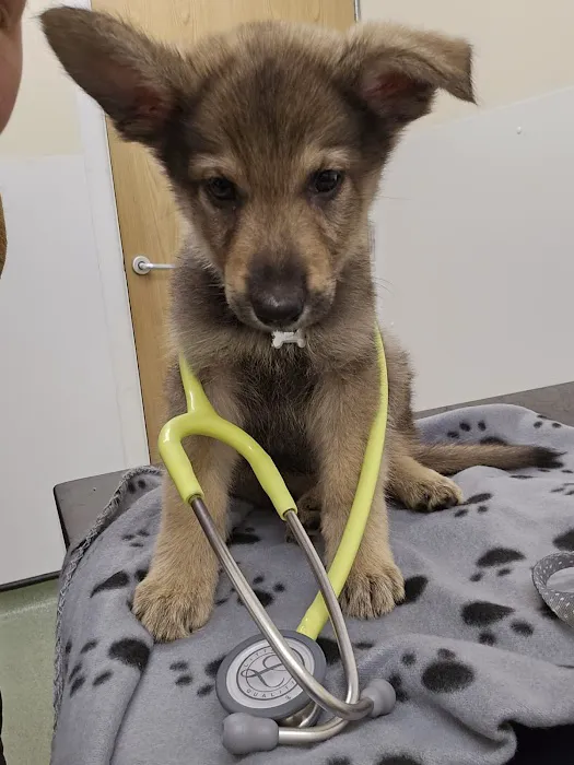 Chorley Vets Picture 9