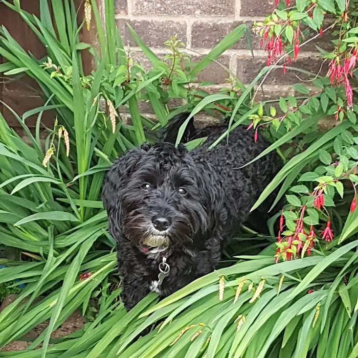 Chorley Vets Picture 7