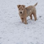 Pinewood Veterinary Practice Coppull