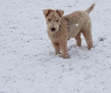 Pinewood Veterinary Practice Coppull