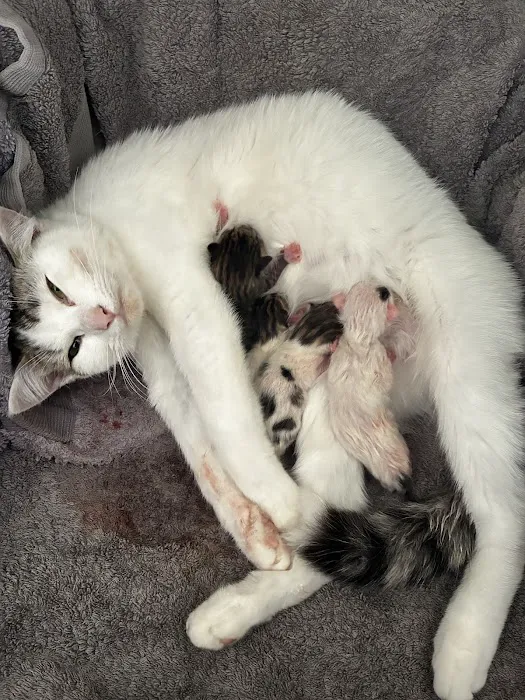Medivet Adlington Picture 1