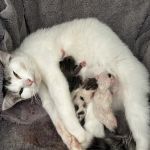 Medivet Adlington