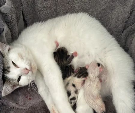 Medivet Adlington