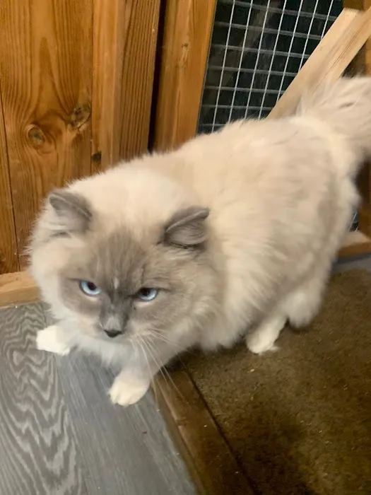 Abby Cattery Picture 1