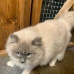 Abby Cattery