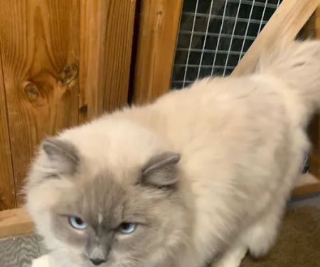 Abby Cattery