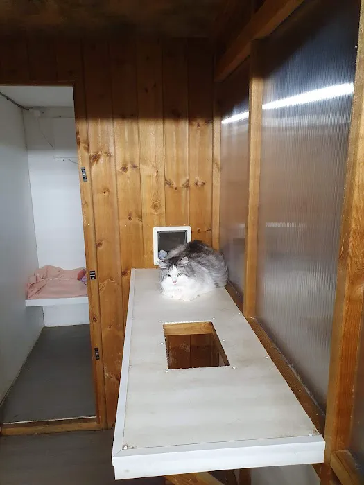 Abby Cattery Picture 3