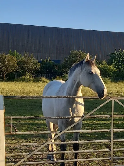 Gillivervet Picture 4