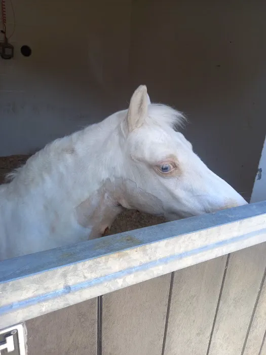 Gillivervet Picture 9