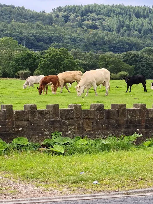 Natural treats for wiggle butts Picture 4