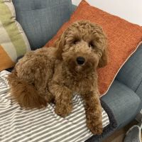 Jakes The Natural Choice For Pets ico