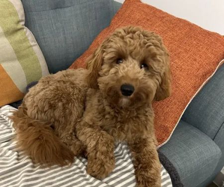 Jakes The Natural Choice For Pets