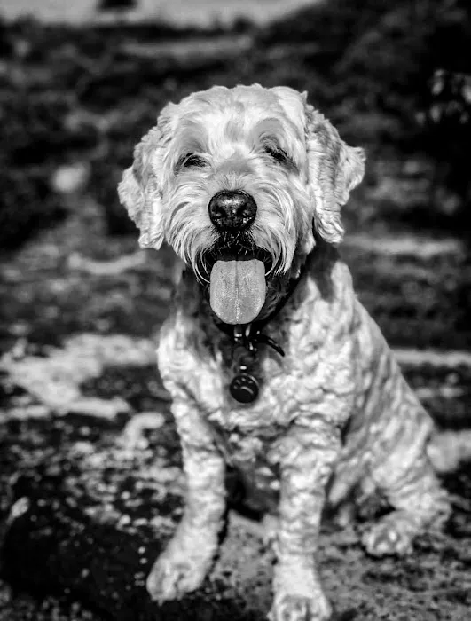 Jakes The Natural Choice For Pets Picture 5