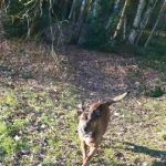 Fetch