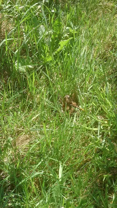 Animal Planet Picture 1