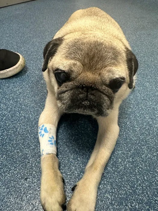 Vets Now Belfast Picture 5