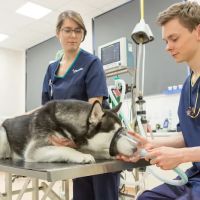 Vets Now Belfast ico