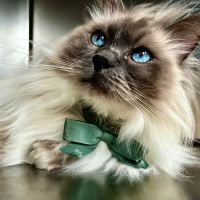 Earlswood Veterinary ico