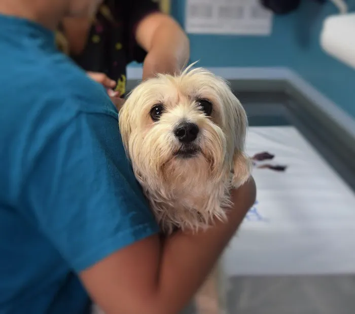 Earlswood Veterinary Picture 3