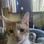 Eastside Vet Clinic (ACE Vets)