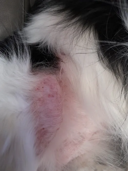 Belfast PDSA Pet Hospital Picture 10