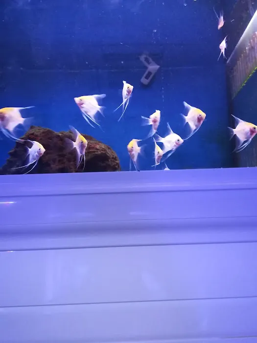 Clearly Aquatics Koi & Aquarium Supplies Picture 4