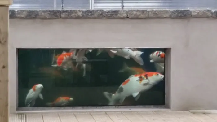 Clearly Aquatics Koi & Aquarium Supplies Picture 2