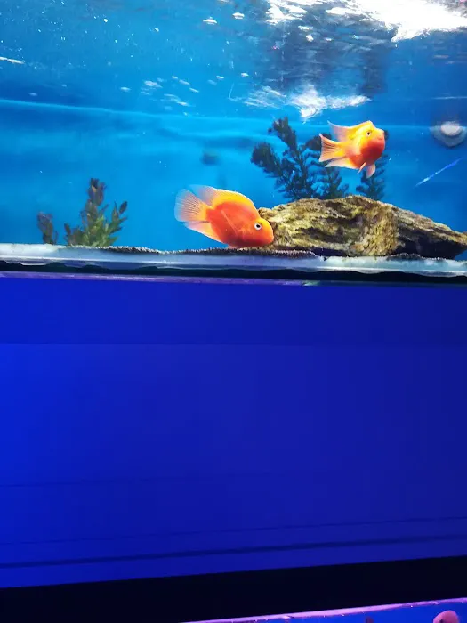 Clearly Aquatics Koi & Aquarium Supplies Picture 7