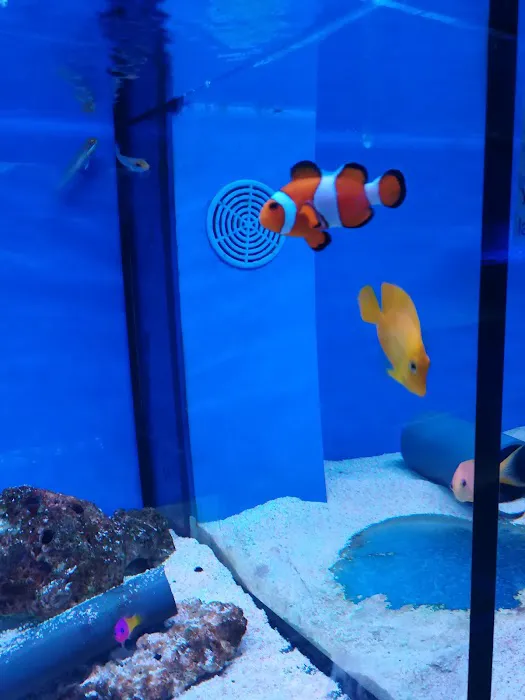 Clearly Aquatics Koi & Aquarium Supplies Picture 8