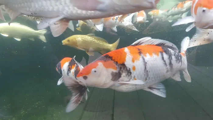 Clearly Aquatics Koi & Aquarium Supplies Picture 6