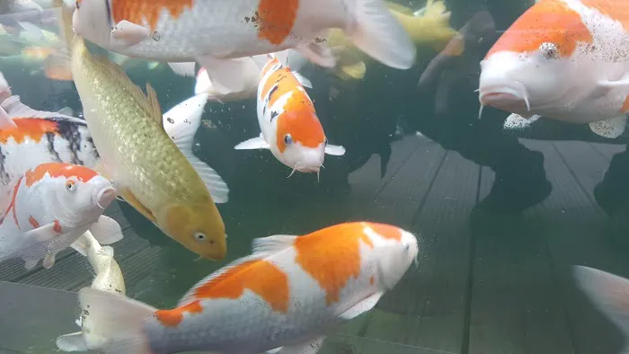 Clearly Aquatics Koi & Aquarium Supplies Picture 10