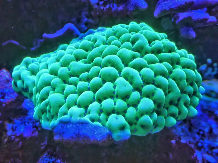 Clearly Aquatics Koi & Aquarium Supplies Picture 9