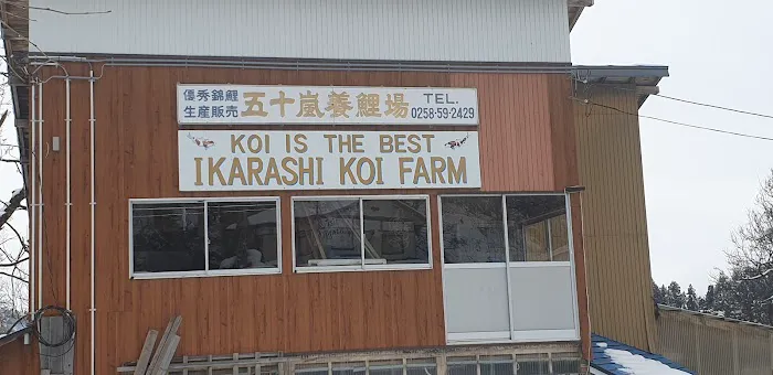 Irish Koi | Japanese Koi Northern Ireland Picture 1