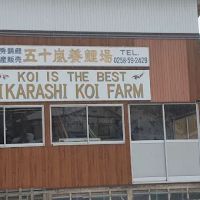 Irish Koi | Japanese Koi Northern Ireland ico