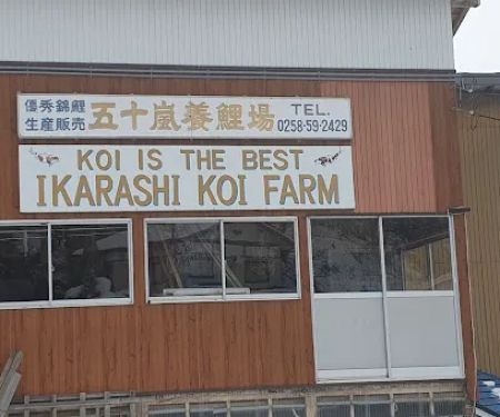 Irish Koi | Japanese Koi Northern Ireland