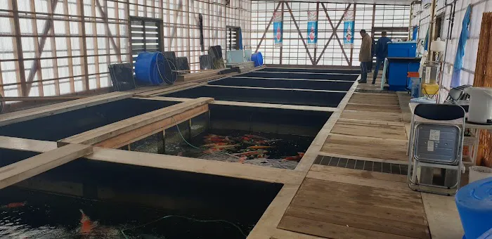 Irish Koi | Japanese Koi Northern Ireland Picture 2