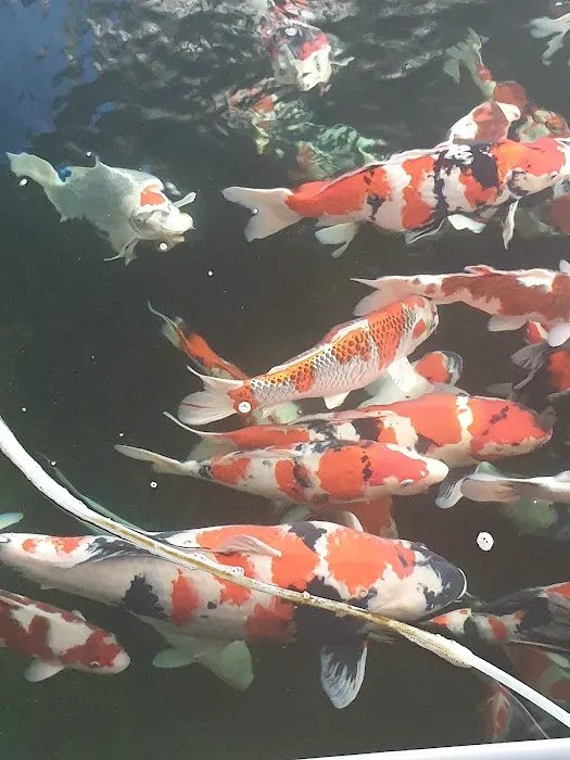 Irish Koi | Japanese Koi Northern Ireland Picture 4