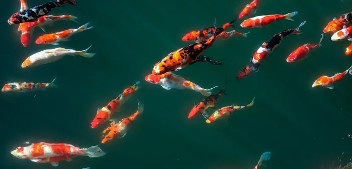 Irish Koi | Japanese Koi Northern Ireland Picture 3