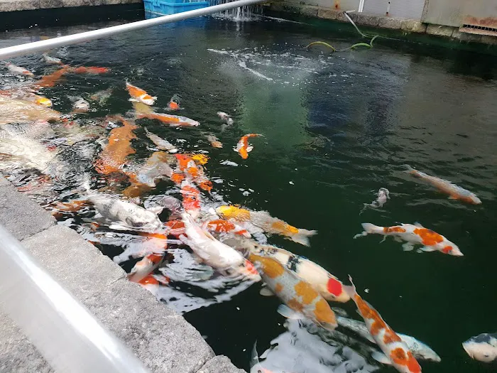 Irish Koi | Japanese Koi Northern Ireland Picture 8